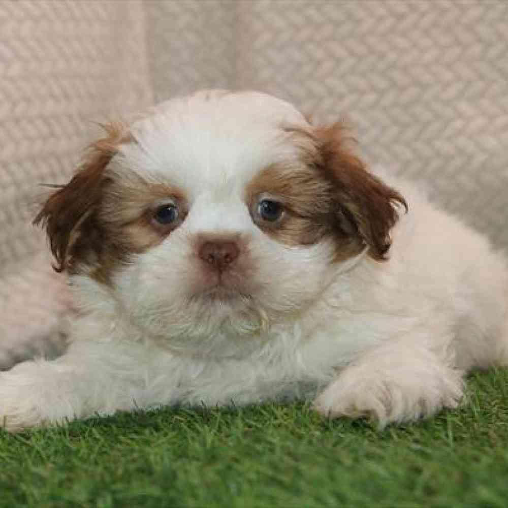 Image of a pet breed in the gallery