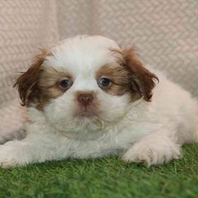 Shih Tzu