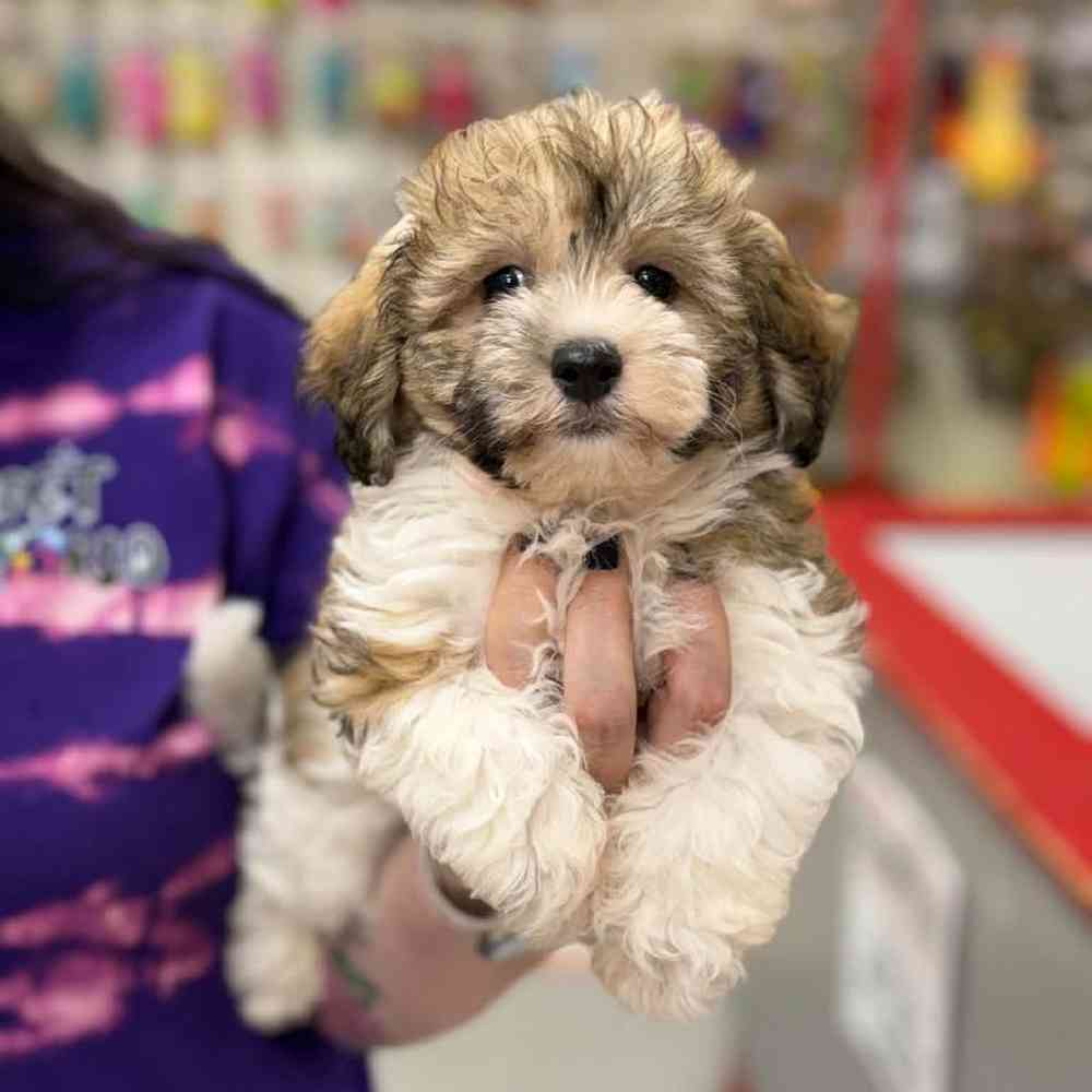 Image of a pet breed in the gallery