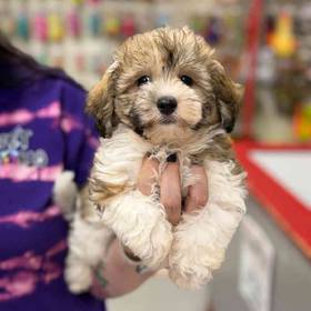 Havanese