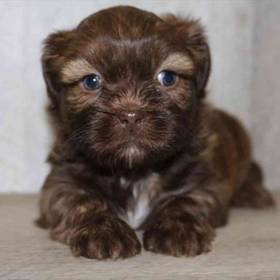 Shih Tzu