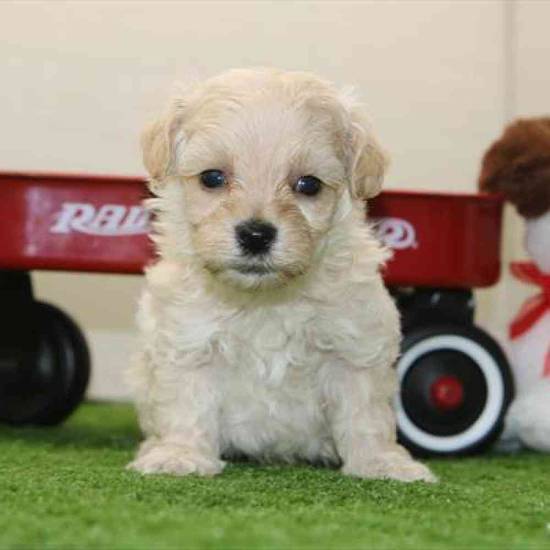 Maltipoo
