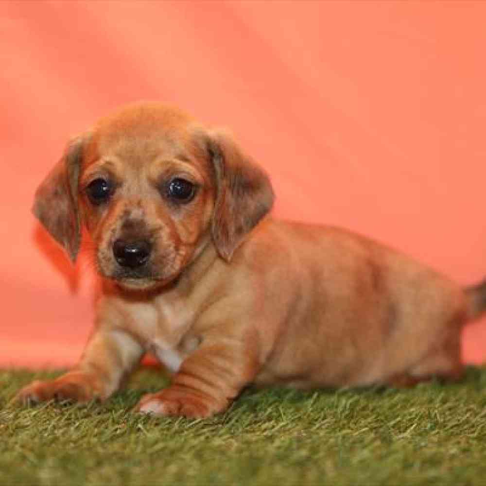 Image of a pet breed in the gallery