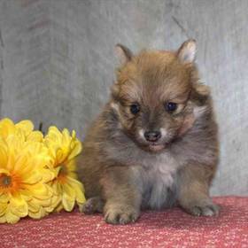 Pomeranian