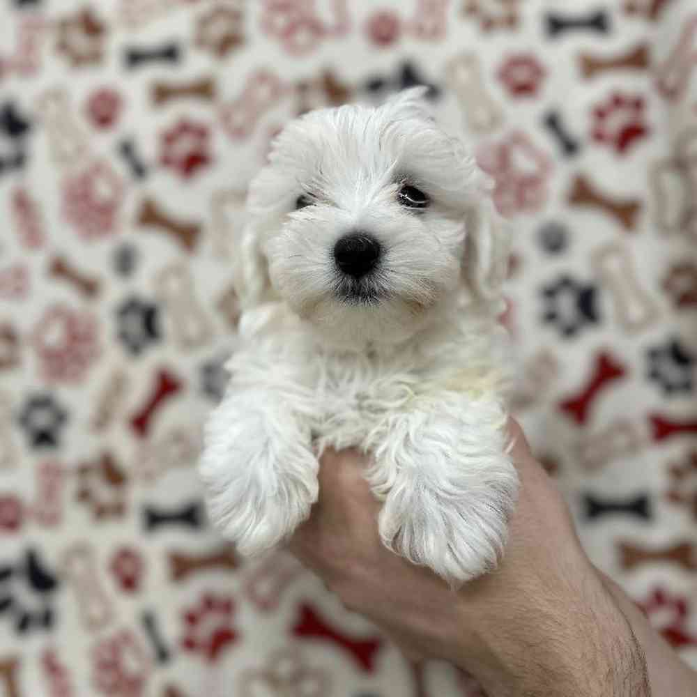 carousel pet images