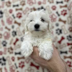 Maltese