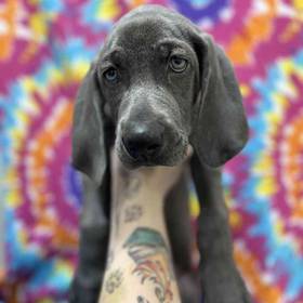 Weimaraner