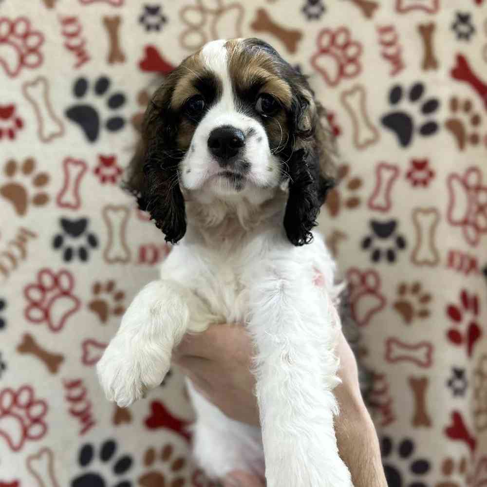 carousel pet images