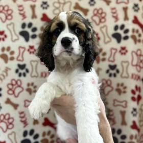 Cocker Spaniel