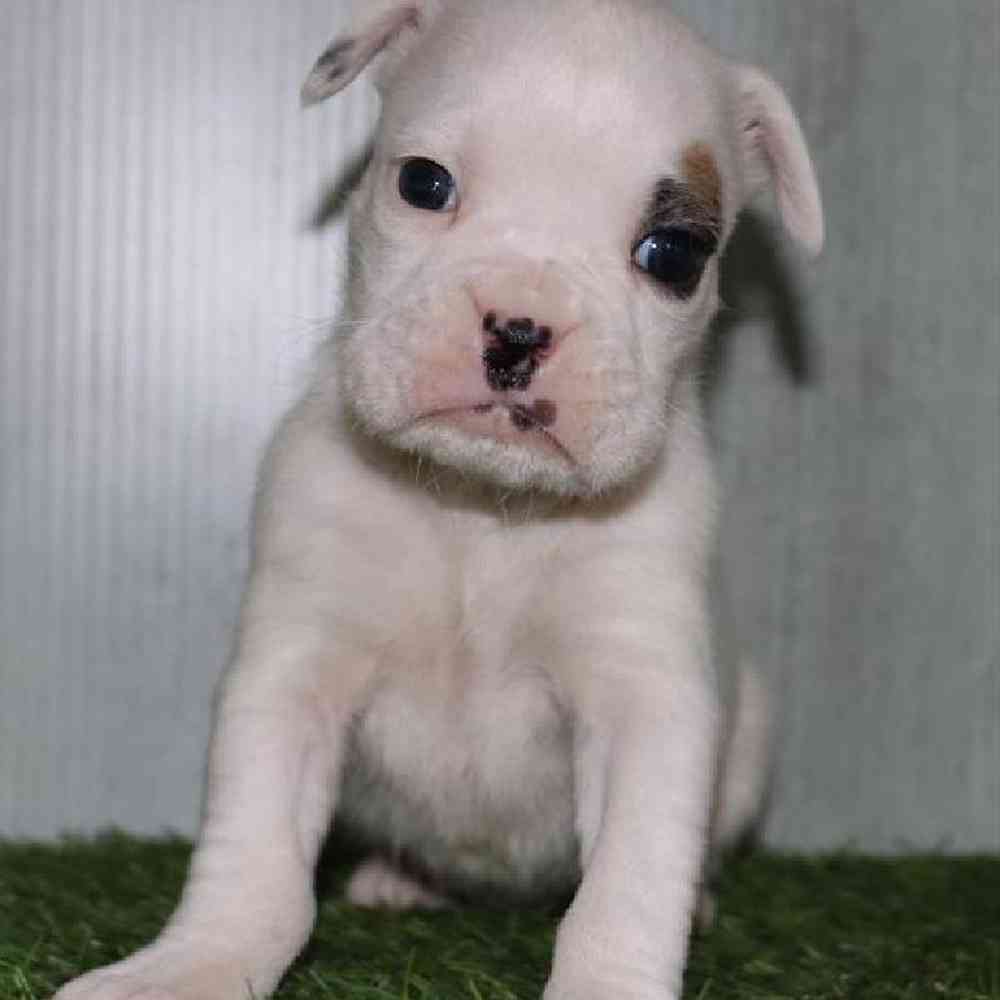 Image of a pet breed in the gallery