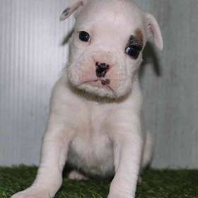 Boxer