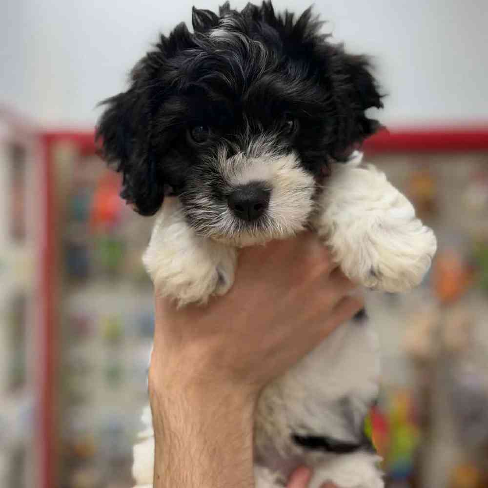 carousel pet images