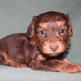 Yorkie-Poo