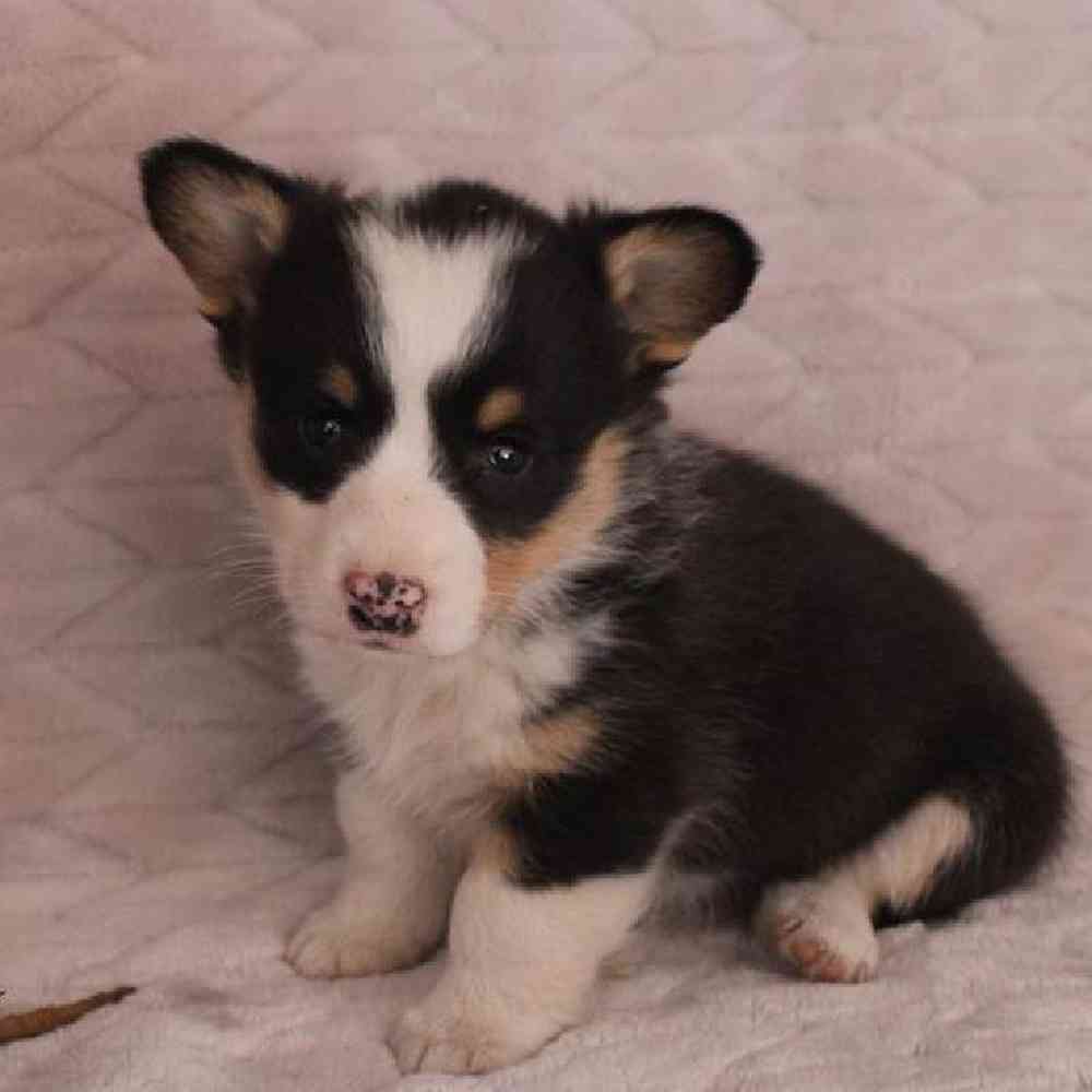 carousel pet images