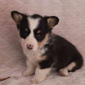 Pembroke Welsh Corgi