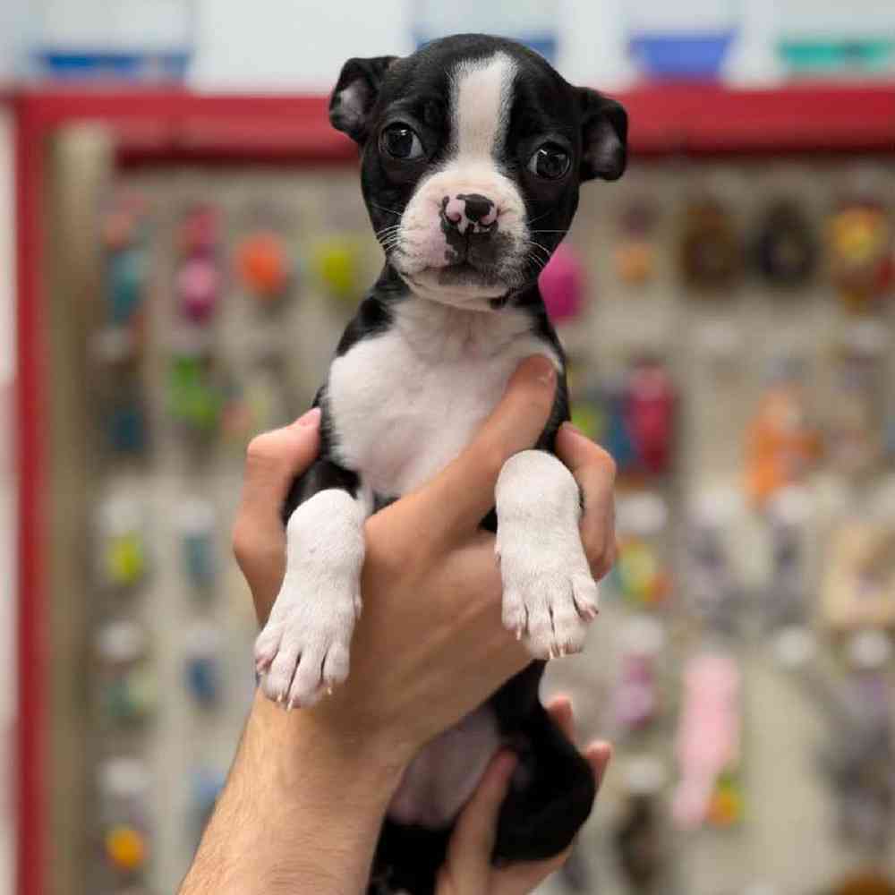 Image of a pet breed in the gallery