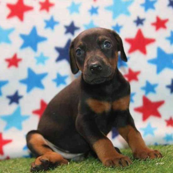 Doberman Pinscher