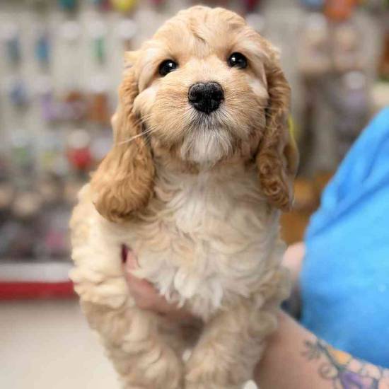 Cavapoo