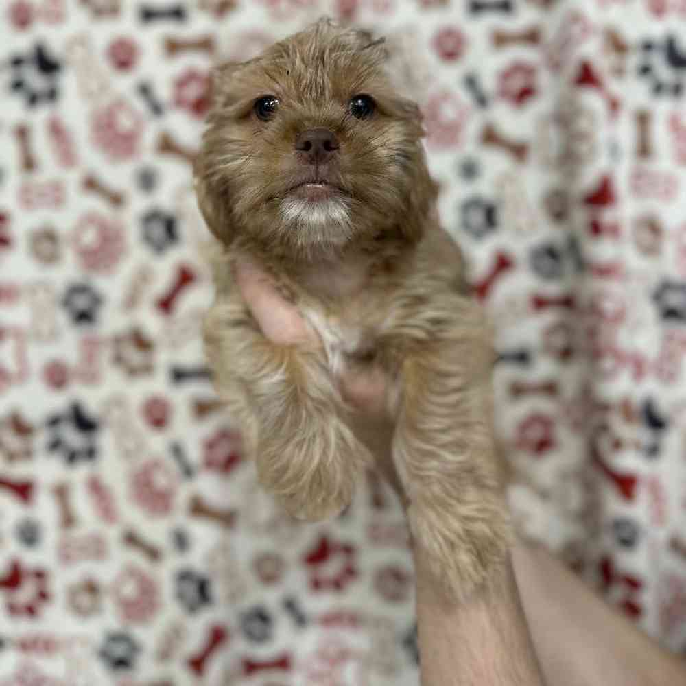 carousel pet images