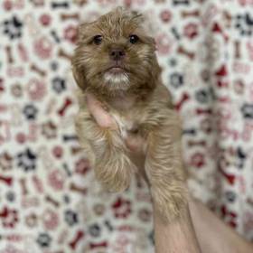 Shorkie