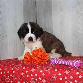 Saint Bernard