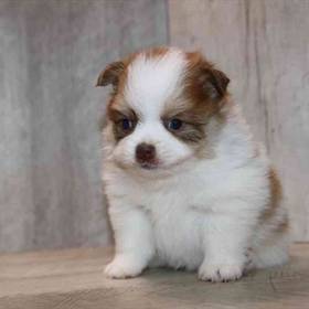 Pomeranian