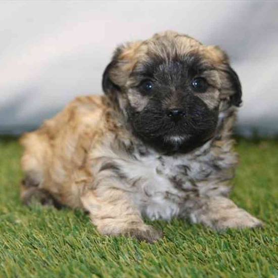 Yorkie-Poo