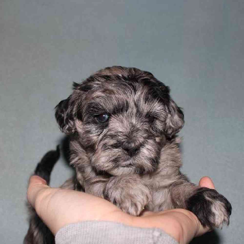 carousel pet images