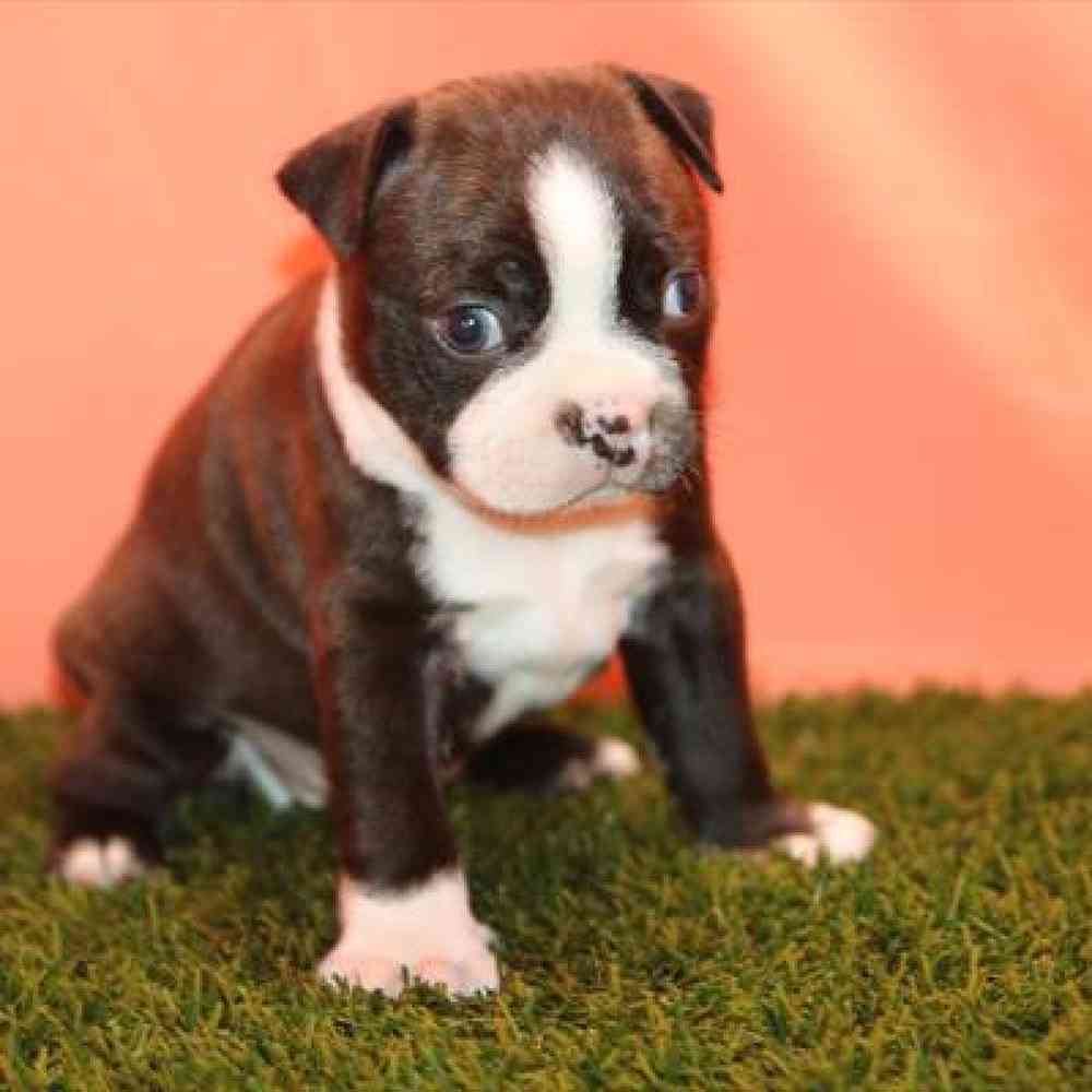 Image of a pet breed in the gallery