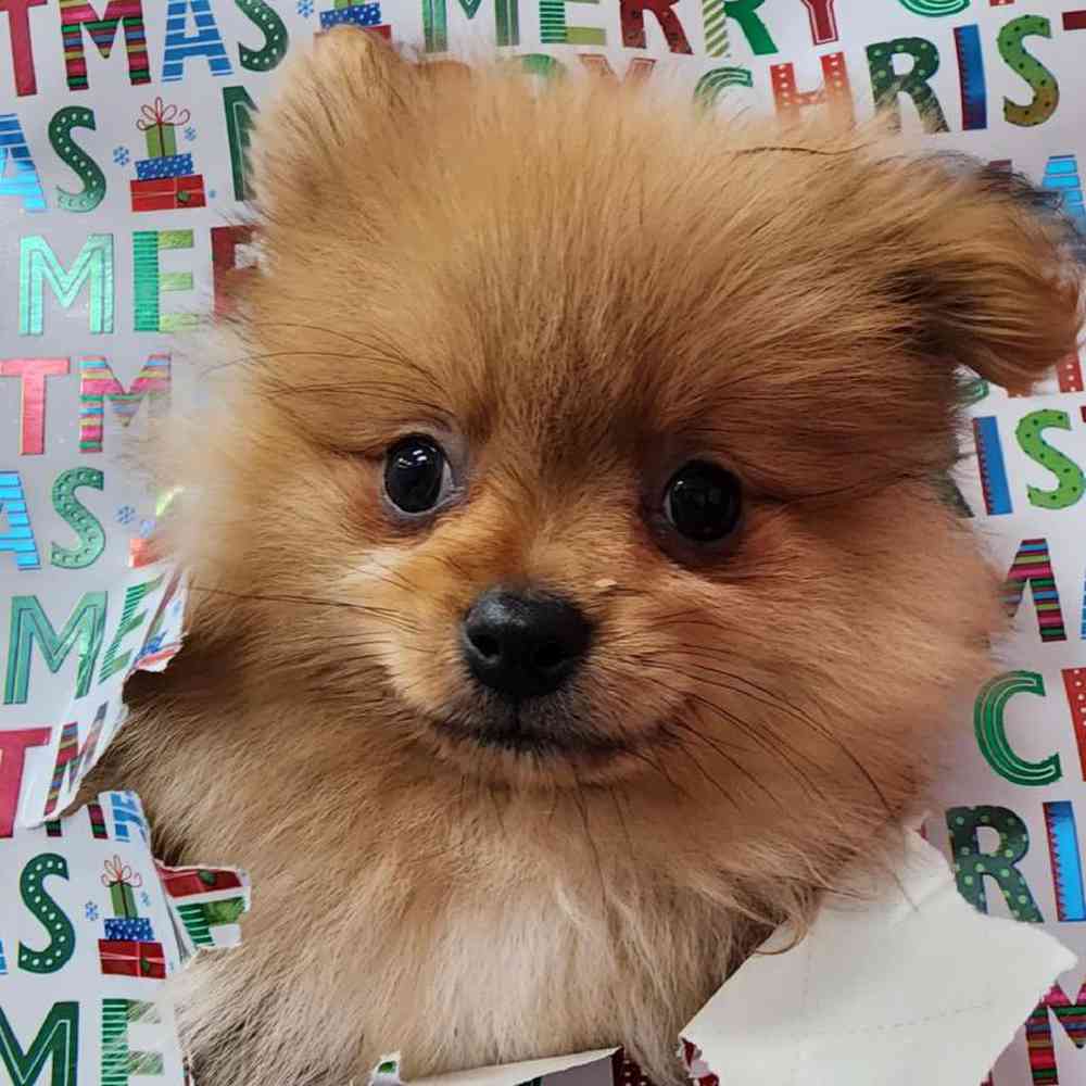 carousel pet images