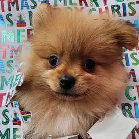 Pomeranian