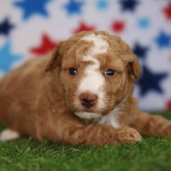 Mini Poodle