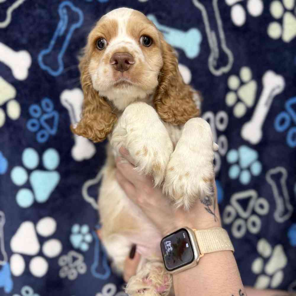 Cocker Spaniel Puppy for sale - Pet World