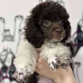 Daisy Dog