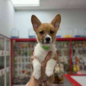 Pembroke Welsh Corgi