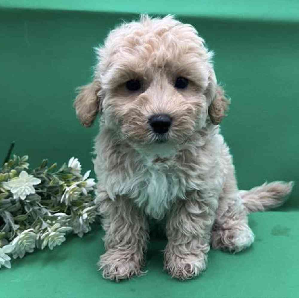 Image of a pet breed in the gallery