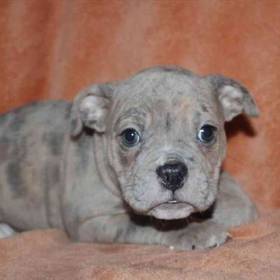 Old English Bulldog
