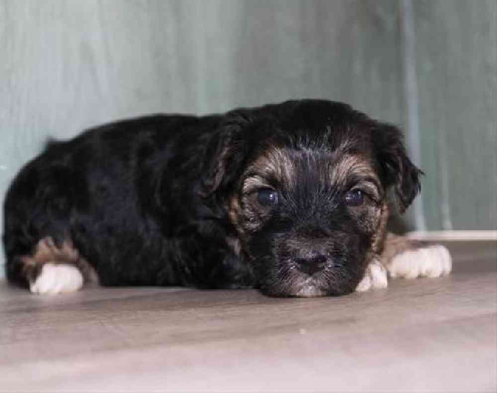 Image of a pet breed in the gallery