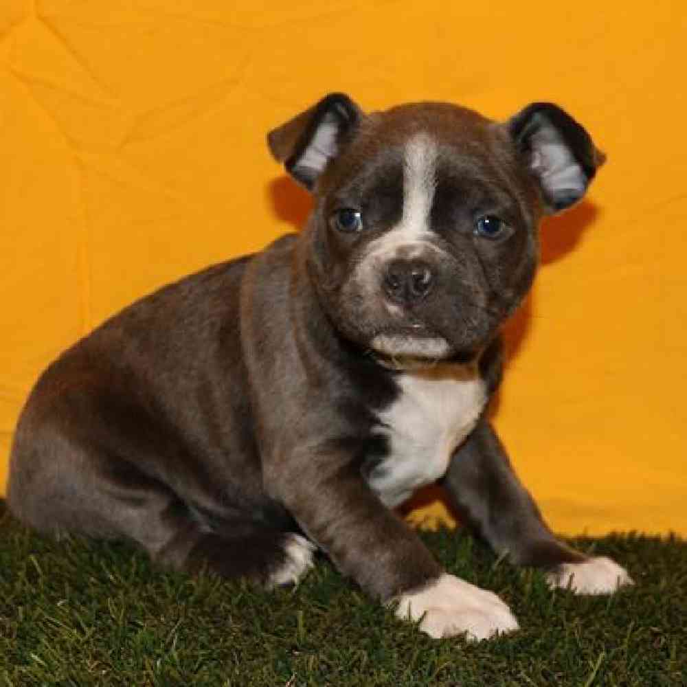 Image of a pet breed in the gallery
