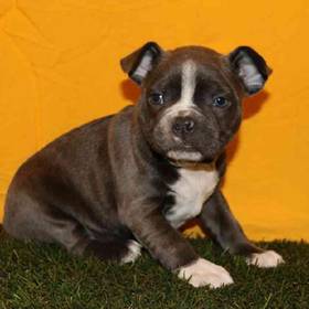Boston Terrier