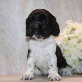 Cocker Spaniel