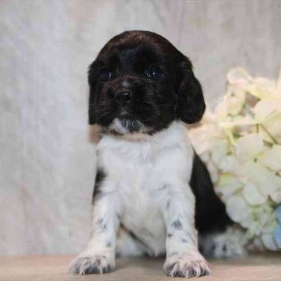Cocker Spaniel