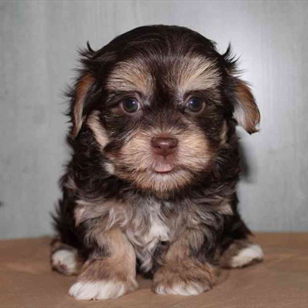 Havanese Puppy for sale Pet World