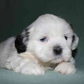 Shih Tzu