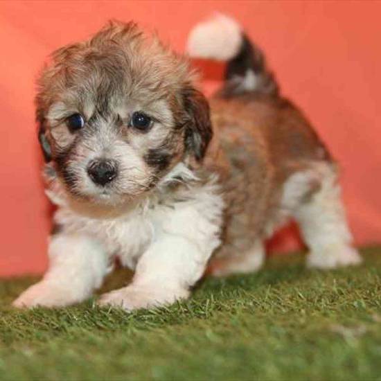 Havanese