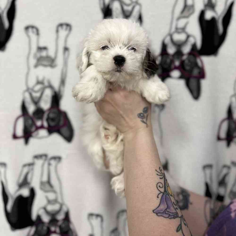 Image of a pet breed in the gallery