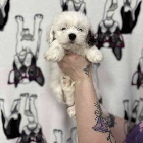 Lhasa Apso