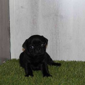 Pug