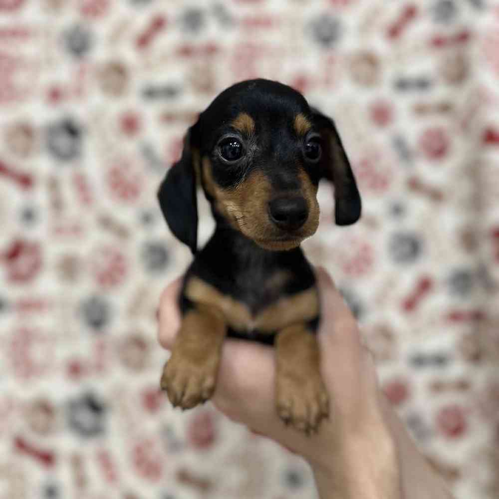 Image of a pet breed in the gallery